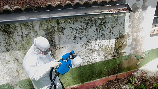 Top rated local Mold Remediation specialists in Fort Eustis, VA